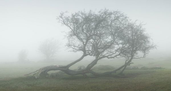 Another Fallen Dartmoor Icon