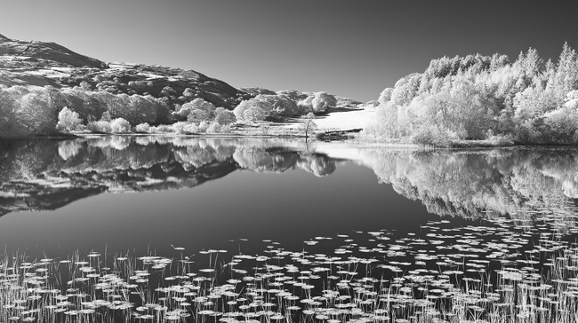 Final Infrared image converted to black and white using the black and white filter